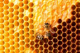 小时候捅过的马蜂窝，没想到是一味抗癌良药！图片