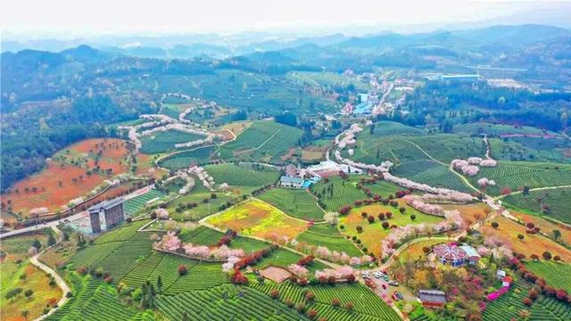 春假出逃计划 │ 从指尖绿意到星空露营，开启春日黔北茶韵之旅！