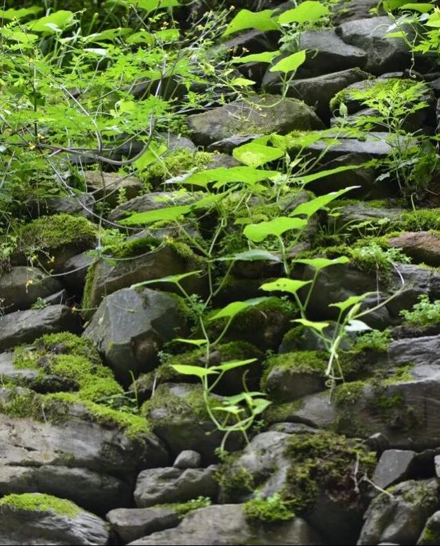 这里是康县山根村！
