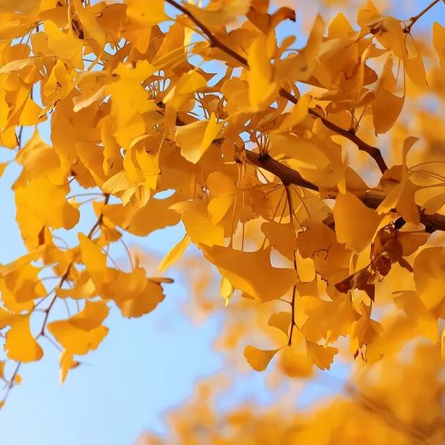一叶知秋，一树成金，又到银杏醉美时