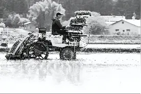 “米荒危机”背后，日本吞下“轻农”苦果图片