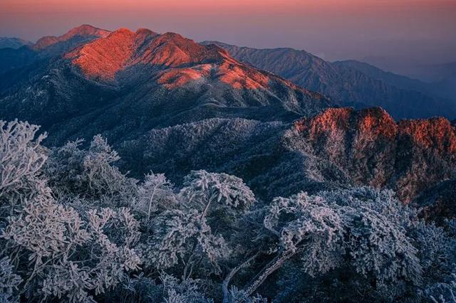 层林尽染时，我的思绪已飞往莽山的云海竹林间