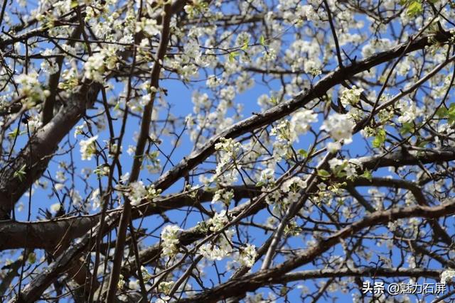 来石屏牛街赴一场与繁花的诗意之约~