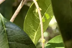 苏州桂花已经悄悄上线！图片