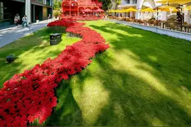 美爆了！上海新晋出片胜地！深藏10000朵红玫瑰！被称“小新天地”图片