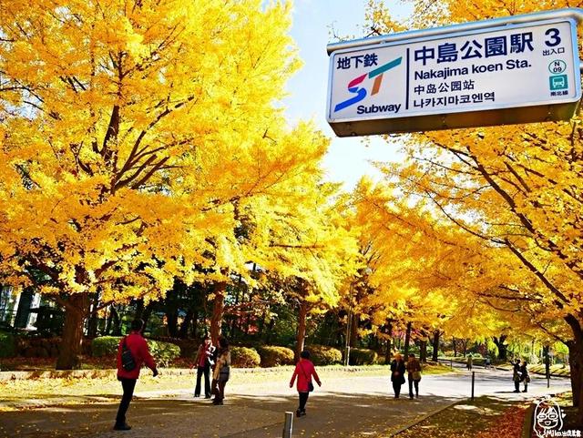 2025日本赏银杏攻略！16处绝美打卡点~