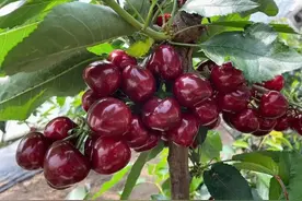 红火多年的美早大樱桃，为啥还这么受欢迎?果农：4个原因，很现实图片