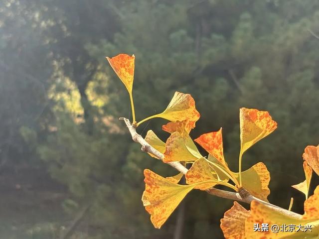 秋天来大兴！这波彩色 “多巴胺” 直接美到“心巴”上——