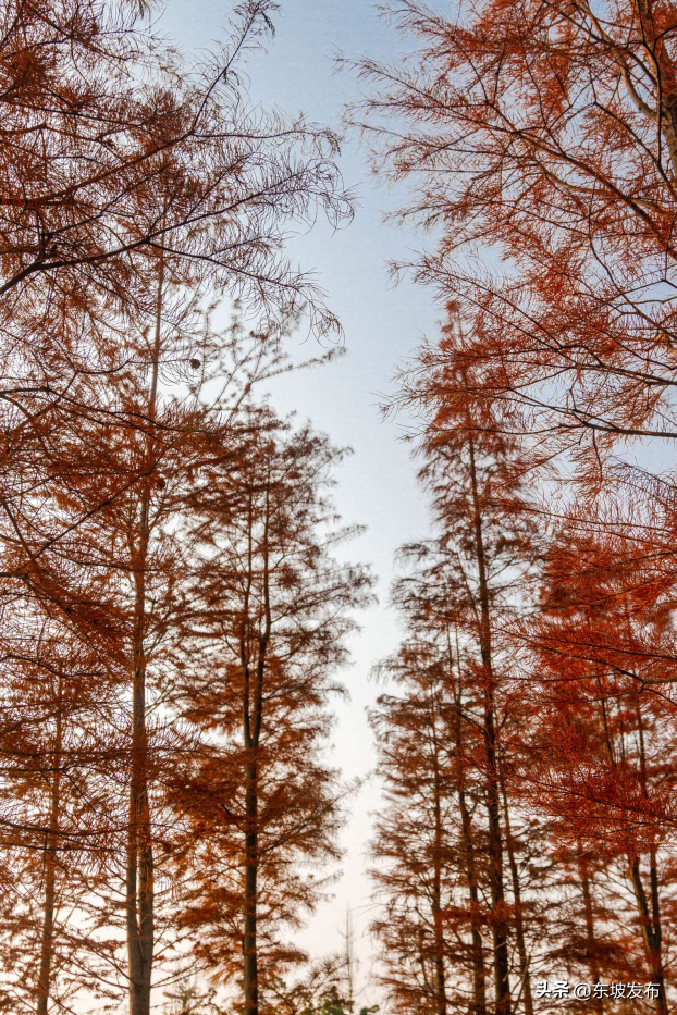 红了红了！东坡水杉出片率100%