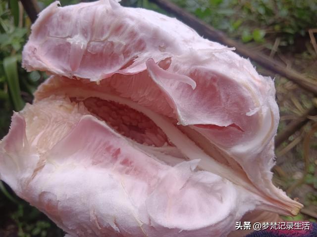 肉松的心思不难猜，低气压制造者每天都在源源不断地生产低气压