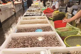 蛤蜊“三兄弟”，身价大不同！有的每1000克超百元，有的却不到20元图片