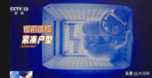 鼠鼠我也要上天了！我的训练你们想象不到……