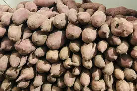 红薯存放在家中，保存10个月不会坏的方法都在这里了！图片