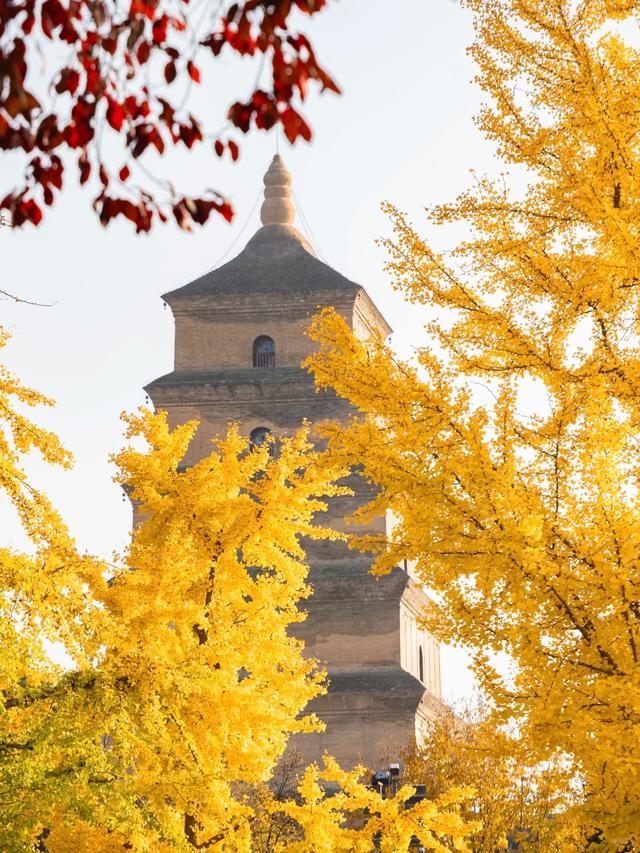 西安周末游丨这8个免费赏银杏叶好去处