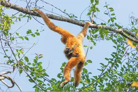 神奇“宝贝”，在海南！🤩图片