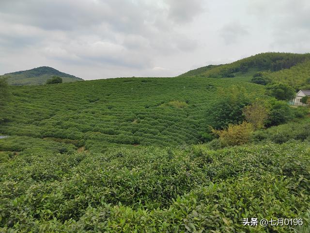 采一篮茶叶，炒一锅清茶，品一品茶香