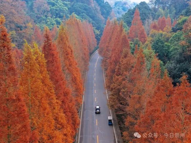 免费又出片！崇州初冬宝藏秘境，美到封神！