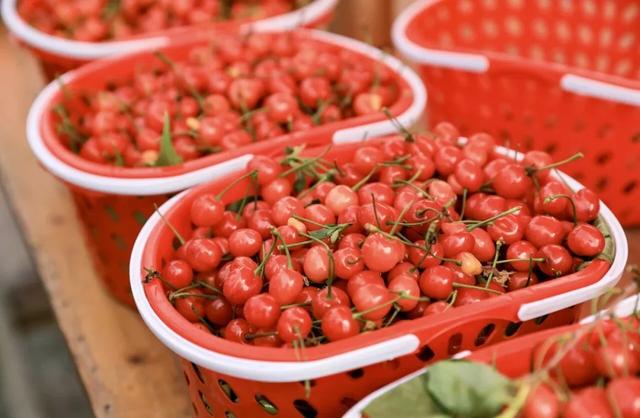 “恩桃儿”熟了!两江新区樱桃进入最佳采摘期,速冲!