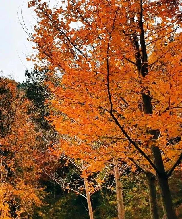 黄陂这些点位出片率绝了！