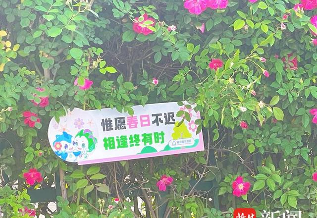 浪漫满城！南京“最美车站”蔷薇盛放，1700米花墙引市民争相打卡