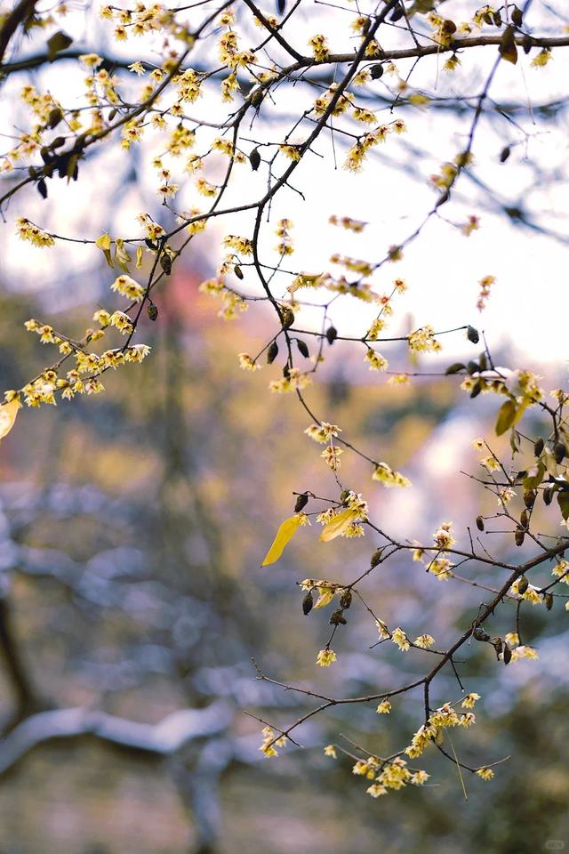 周末一日游 | 西安冬日8个免费赏腊梅好去处