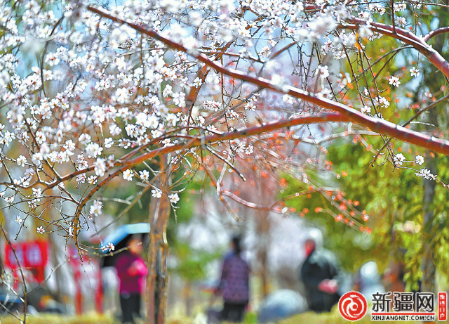 四月的乌鲁木齐 春风送花香