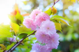 宣讲家文稿：【跟着习主席学国学】：历史属于昨天，更关乎今天和明天图片