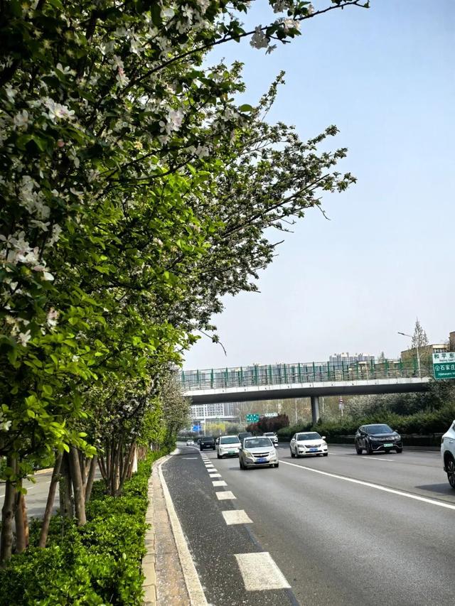 石家庄多条花街迎来观赏季