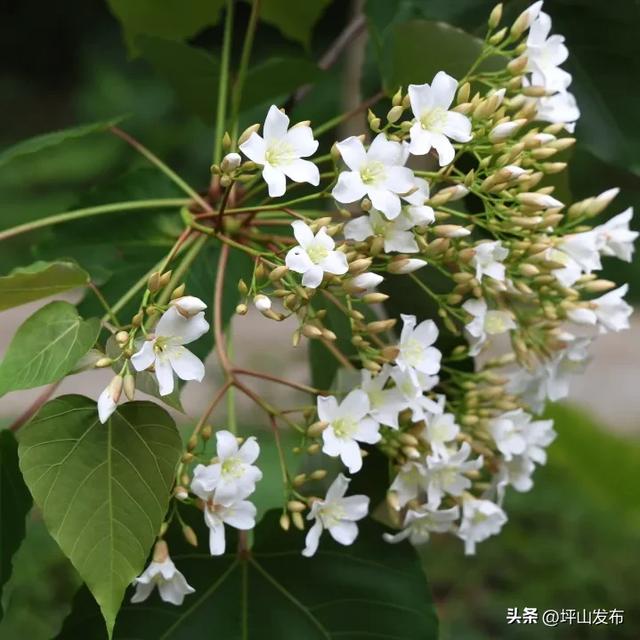 油桐飞雪倒计时！｜坪山春印象