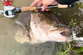 江西男子钓到“煤气罐”巨鳜！最少25斤！网友：这鱼越大越难吃！图片