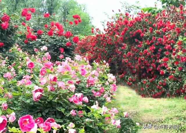 成都玫瑰、月季花开爆了，免费才最美，采摘玫瑰低至1元，划算！