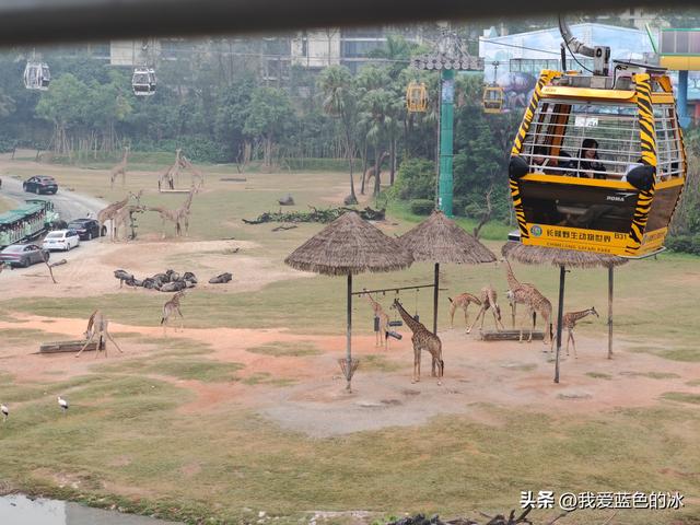 参观广州长隆野生动物园，全程感觉眼累手累腿不累