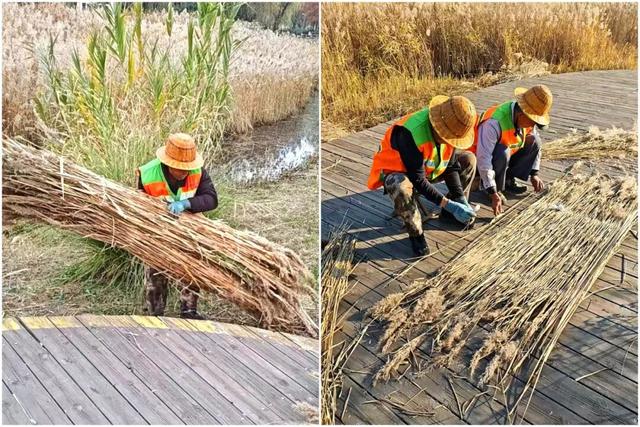 日照植物园“绿废焕新”