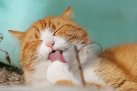 猫是完美的动物，以下是科学家给出的原因图片