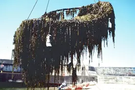 海带竟然不是植物？！那是个啥？图片