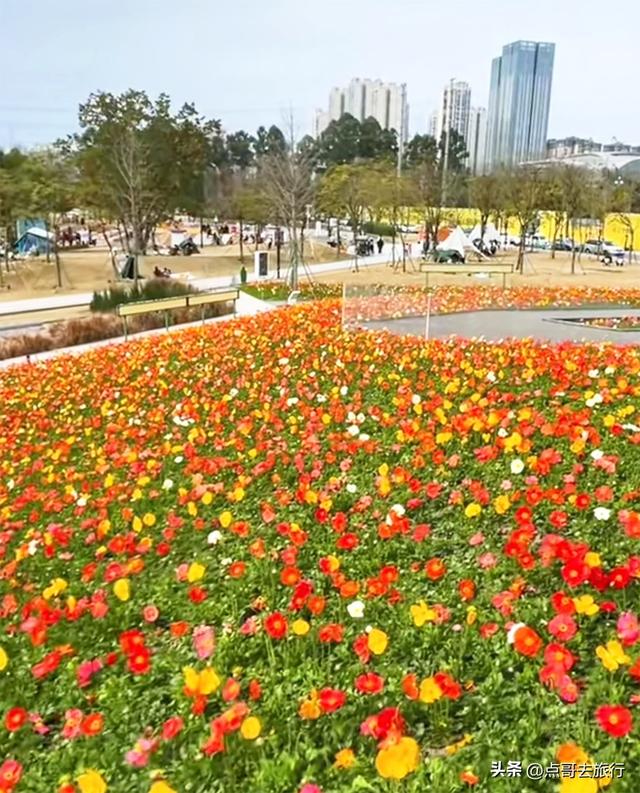 成都最美的虞美人花开了，美丽又壮观，给人震撼的视觉冲击力！