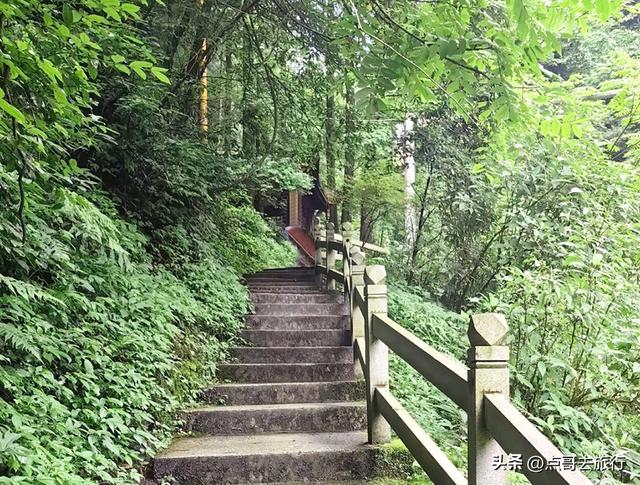 四川又一高山杜鹃惊艳了，刚好进盛花期，云海中的花园，非常唯美