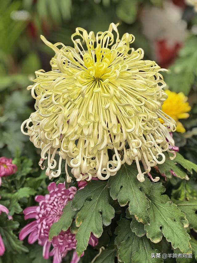 秋风独宠一园菊，晚来香艳出樊篱——北京北海公园2025年菊花展