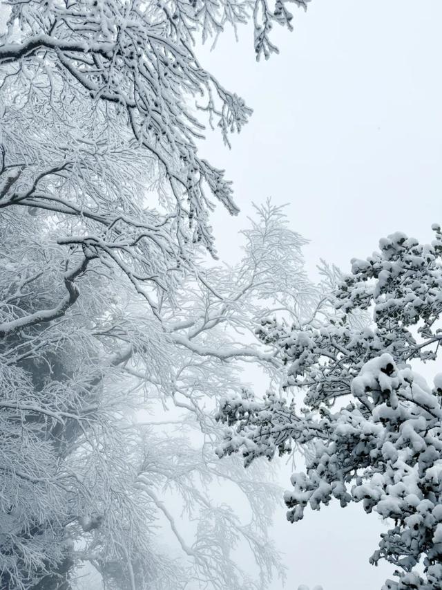 2025龙头山今冬第一场雪已至!快出发来赏雪~