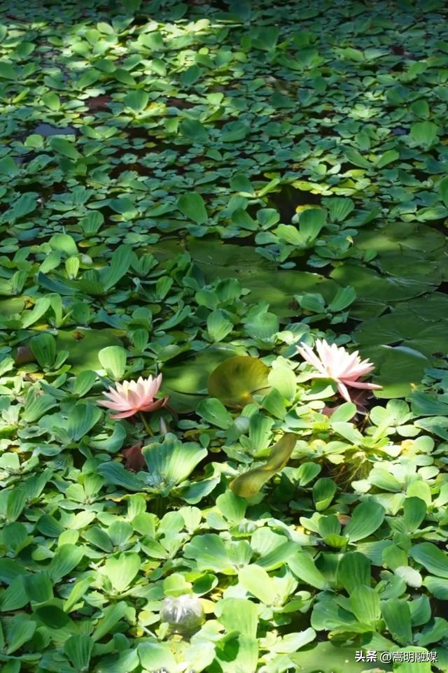 嵩明朋友圈丨牛栏江一隅，海潮静谧 水晶宫奇绝