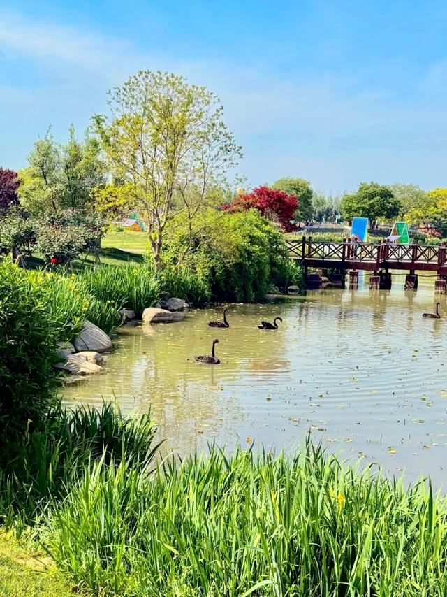 杭州没想到，南京没想到，如今的中国盐城，已成为全国焦点