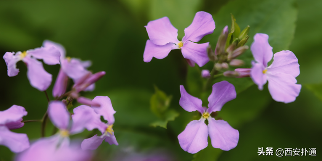 西安春日倒计时！这4处花海正当盛放，再不去就晚了