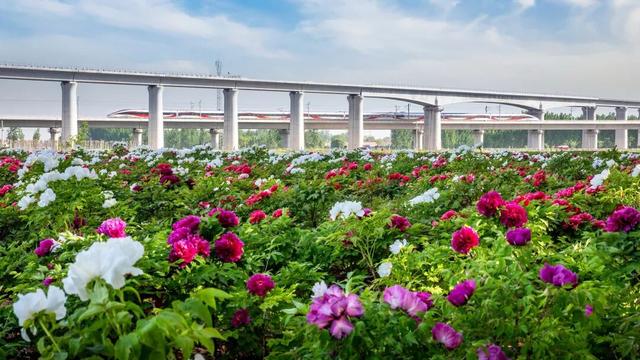 限时开行！列车串起繁花与海滨画卷！