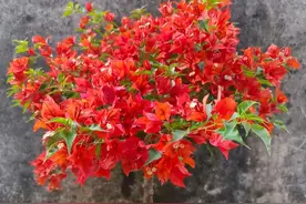 老花匠忠告：养三角梅，我犯过5个不该犯的“错误”，请引以为戒图片