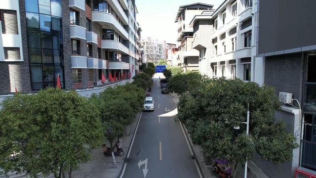花香四溢秋意浓 广元市昭化区2000余株桂花进入最佳观赏期