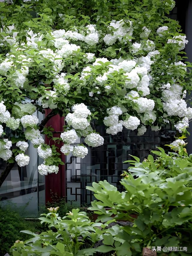 四月无锡一日游攻略｜错过鼋头渚樱花，这趟紫藤 + 杜鹃之旅更江南