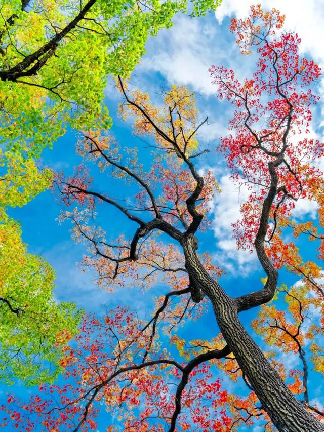 秋日限定|“落叶不扫”模式开启,44条景观道观赏指南请收藏!