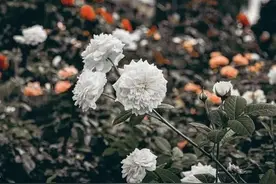 人到老年方知：与子女相处，只有遵循“三不”原则，日子才会舒坦图片