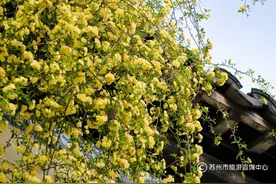 苏州近期赏花现状：拍不过来，根本拍不过来！图片