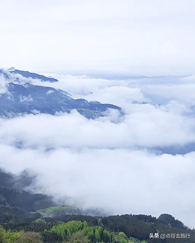 四川又一高山杜鹃惊艳了，刚好进盛花期，云海中的花园，非常唯美